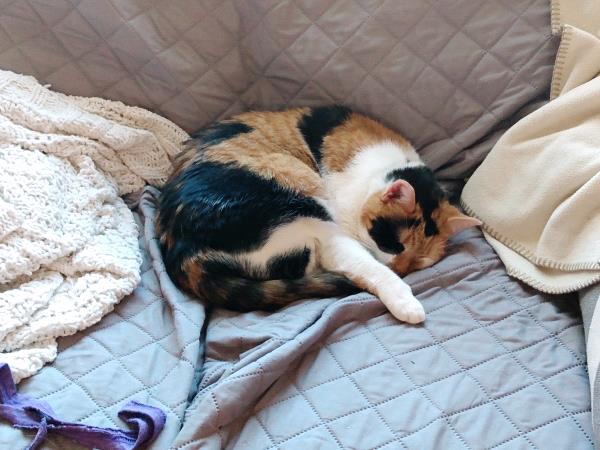 /Images/uploads/Congregation Beth Emeth/bethemeth/entries/17651thumb.jpg